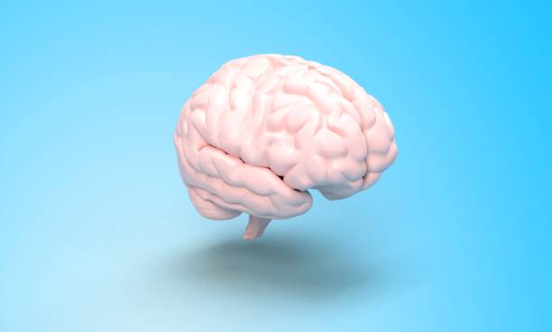 istock illustration of human brain - 3D rendering 1303559642