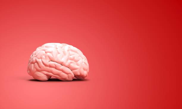 istock illustration of human brain 1303559646
