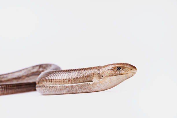 istock Sheltopusik legless lizard or Pseudopus apodus on isolated white background 1303559781