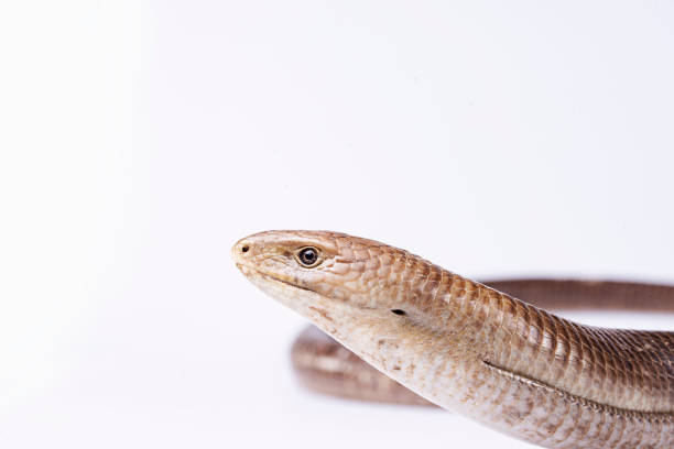 istock Sheltopusik legless lizard or Pseudopus apodus on isolated white background 1303559782
