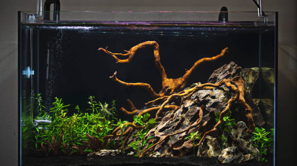 istock Planted tropical fresh water aquarium 1303561288