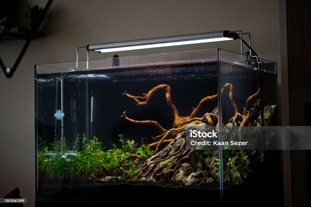 Planted tropical fresh water aquarium Fish Tank Stock Photo