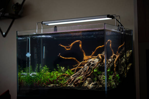 Planted tropical fresh water aquarium stock photo