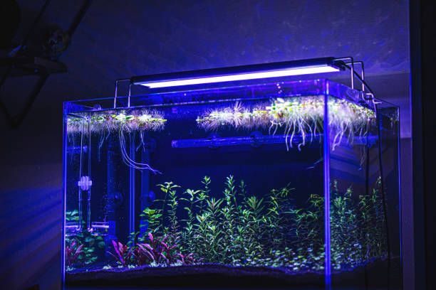 istock Planted tropical fresh water aquarium 1303561293
