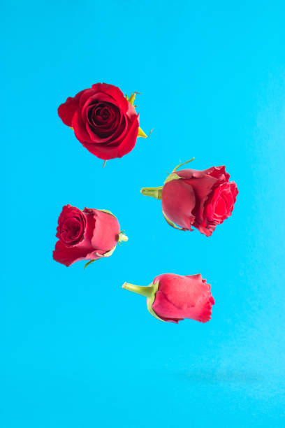 istock Red roses fly on a light blue background Creative nature concept. Spring background. 1303562164