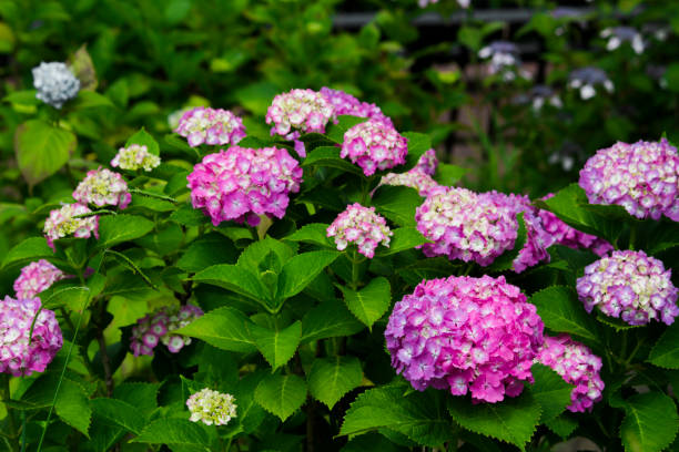 flores de hortênsia florescendo na estação chuvosa no japão - efflorescent - fotografias e filmes do acervo