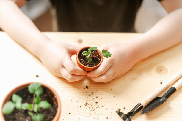 istock Kid gardeners potted plant 1303562646