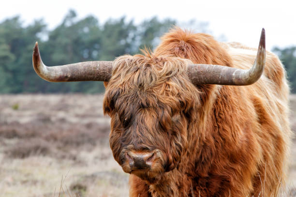 istock Scottish highlander on the moor 1303563361