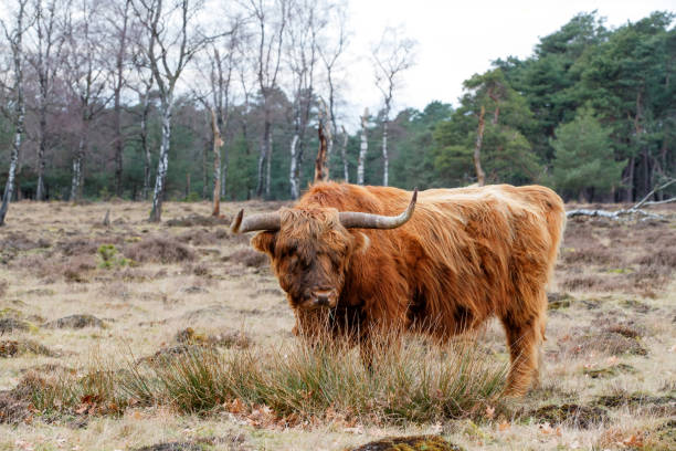 istock Scottish highlander on the moor 1303563463