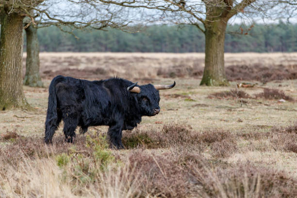 istock Scottish highlander on the moor 1303563468