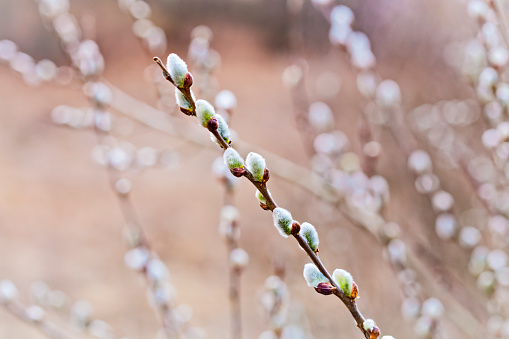 Pussy willow branches with catkins, soft fluffy spring buds in sunlight. Early spring Easter background. Text space. Traditional decoration for Palm Sunday in Europe.
