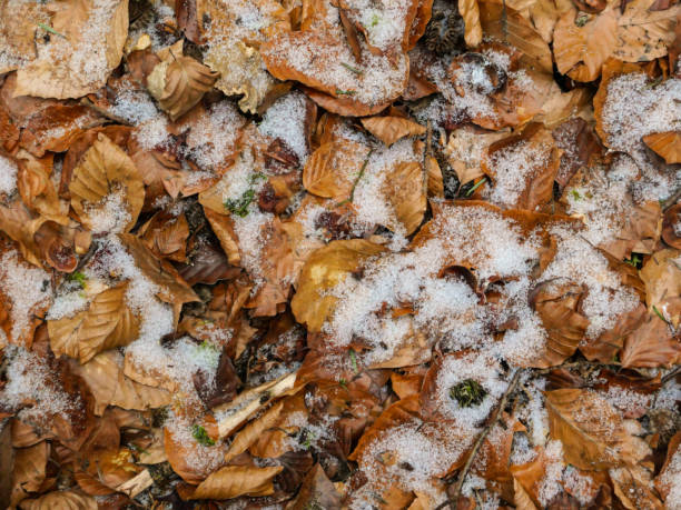 istock Snow on the Fallen Golden Leaves 1303565583
