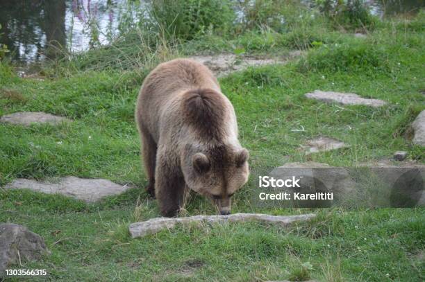 The Brown Bear Lours Brun Pairi Daiza Stock Photo - Download Image Now - American Black Bear, Animal, Animal Hair