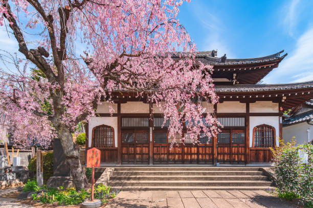 ciliegio piangente rosa nel tempio buddista zen seiunzenji di yanaka. - oriental cherry tree foto e immagini stock