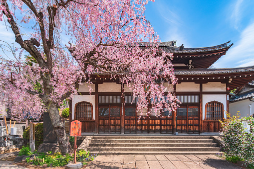 tokyo, japan - april 05 2020: Pink weeping cherry tree in the Buddist zen Seiunzenji temple dedicated to one of the seven lucky gods Ebisu in front of the main hall adorned with Katomado windows.