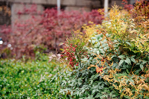 Nandina bush with red berries in a clearing by the wall. High quality photo