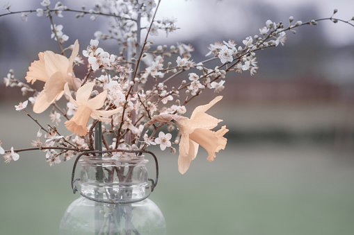 Vintage Style Flowers in Mason Jar, soft focus background, copy space, pastel muted colors, daffodils and apple blossoms