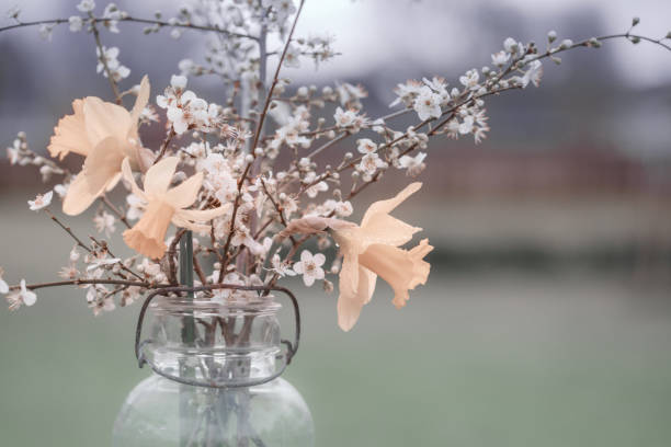 Vintage Style Flowers in Mason Jar, soft focus background, copy space, pastel muted colors, daffodils and apple blossoms stock photo