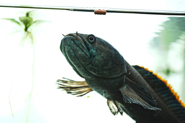 istock Channa sp Laos Fireback fish in aquarium - Snakehead fish 1303567597
