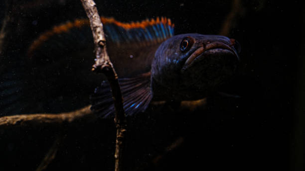 istock Channa sp Laos Fireback fish in aquarium - Snakehead fish 1303567602
