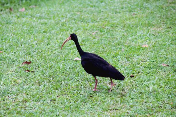 istock black blowtorch bird - phimosus infuscatus 1303568496