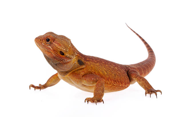istock Orange Bearded Dragon isolated white background 1303569455