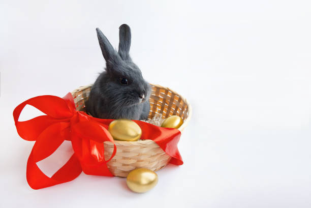 istock Grey rabbit in a basket with a red bow, with Easter golden eggs isolated on a white background 1303569591
