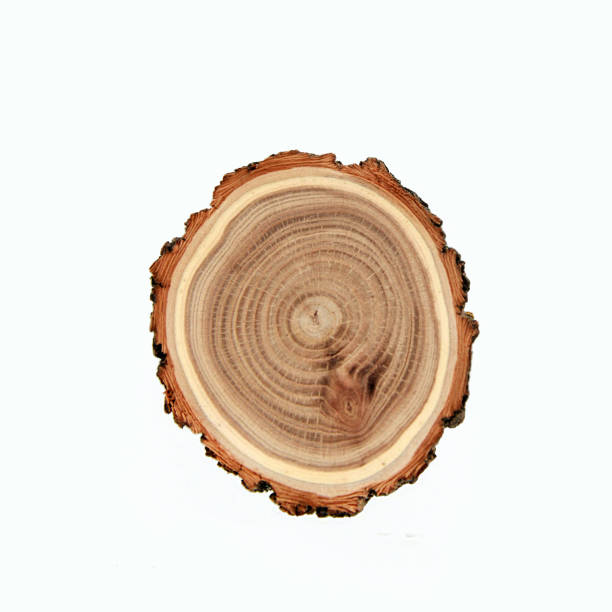 istock Cross-section of a cut tree trunk with a wavy pattern of annual rings . 1303569604