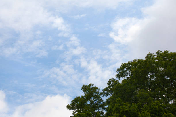 istock Blue Sky with partial Cloud cover on a Sunny Summer Day with much humidity makes for a nice cloudy Backdrop with green Tree Tops 1303569643