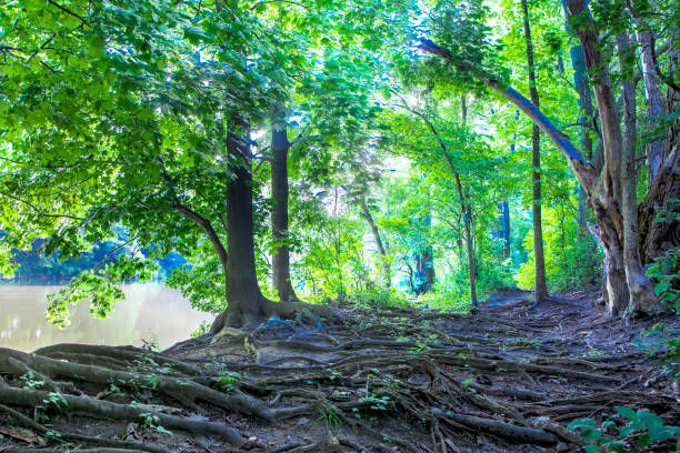 istock Forest Trees by the River with thick massive Roots covering the earthy Ground Walkway path dangerous Risk of tripping Hazard for Hikers that need to be careful not to fall 1303569649