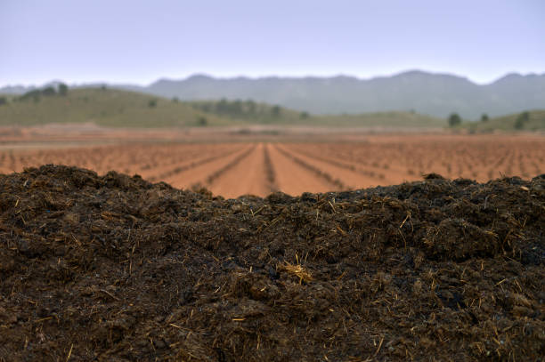 vue d’un tas de déchets organiques pour le compostage dans un vignoble - humus soil photos et images de collection