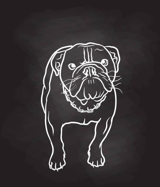 illustrations, cliparts, dessins animés et icônes de british bulldog avec chalkboard - staring