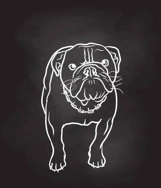 Vector illustration of British Bulldog Starring Chalkboard