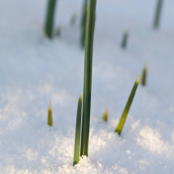 istock Iris Reticulata Pauline in snow 1303574927