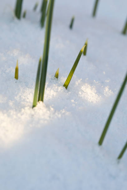 istock Iris Reticulata Pauline in snow 1303575099