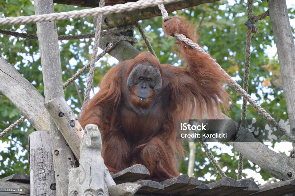 Orangutan   Pairi Daiza They are diurnal great apes, with a rust-colored, dark orange coat. They do not have a tail.      These are great daytime monkeys, rust-colored coat, dark orange. They do not have a tail. Animal Stock Photo