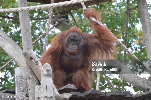 Orangutan Pairi Daiza Stock Photo - Download Image Now - Animal, Animal Wildlife, Animals In The Wild