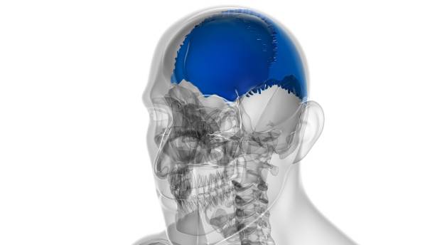 istock Human Skeleton Skull Parietal Bone Anatomy For Medical Concept 1303575760