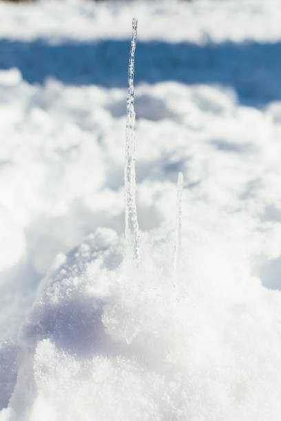 istock Larges icicles in the snow 1303575795