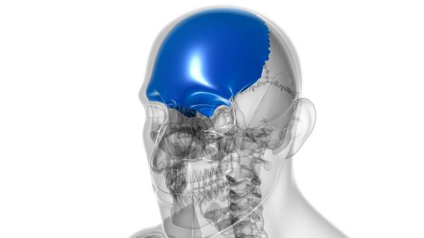 istock Human Skeleton Skull Frontal Bone Anatomy For Medical Concept 1303576462