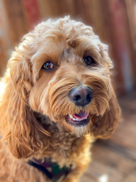 istock Cavapoo dog, mixed -breed of Cavalier King Charles Spaniel and Poodle 1303578168