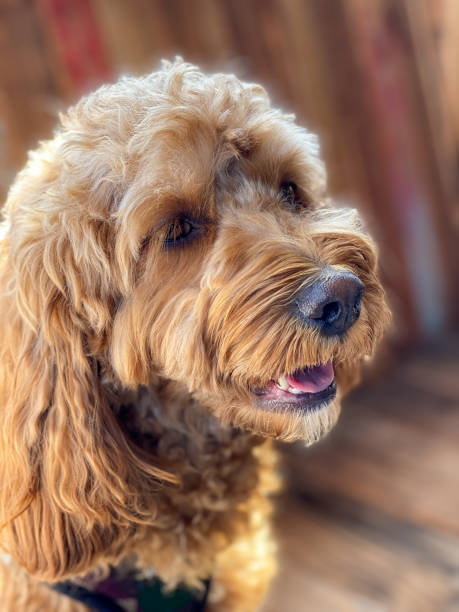 istock Cavapoo dog, mixed -breed of Cavalier King Charles Spaniel and Poodle 1303578301