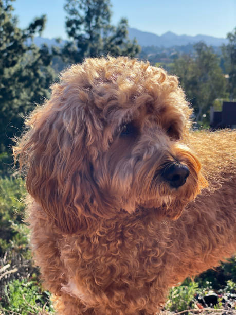 istock Cavapoo dog, mixed -breed of Cavalier King Charles Spaniel and Poodle 1303578533