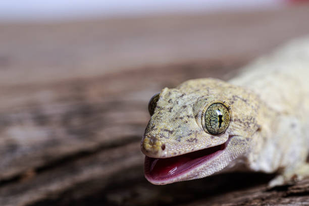 istock Angry Gehyra Vorax Banana Gecko 1303581654