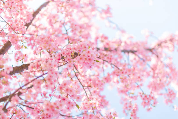 istock Kawazu cherry blossoms (Kawazu-zakura) 1303585248