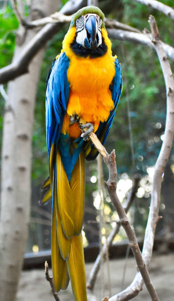 istock Gorgeous Blue and Gold Macaw parrot 1303586153
