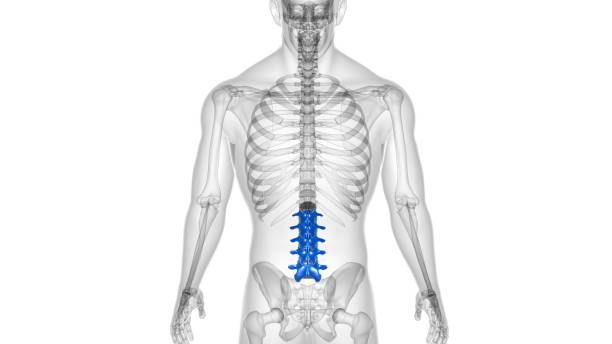 istock Human Skeleton Vertebral Column Lumbar Vertebrae Anatomy 1303587578