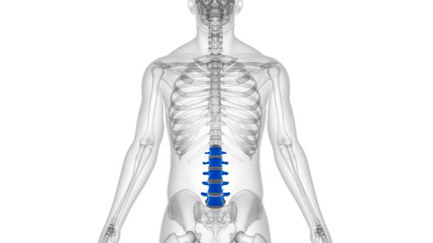istock Human Skeleton Vertebral Column Lumbar Vertebrae Anatomy 1303587594