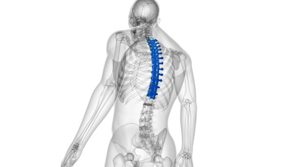 istock Human Skeleton Vertebral Column Thoracic Vertebrae Anatomy 1303587858