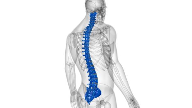istock Human Skeleton Vertebral Column Vertebrae Anatomy 1303587880